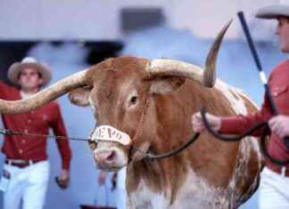 Texas Longhorn Not Allowed at SEC Title Game vs. Georgia texas-longhorn-not-allowed-at-sec-title-game-vs-georgia