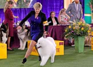 2025 Westminster Dog Show Schedule, TV, Streaming Guide 2025-westminster-dog-show-schedule-tv-streaming-guide