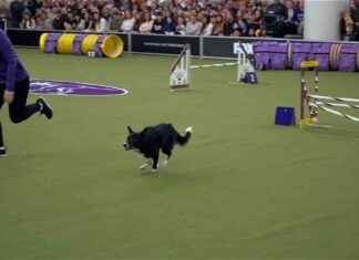 2025 Westminster Kennel Club Masters Agility Championship Winner 2025-westminster-kennel-club-masters-agility-championship-winner