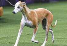 2025 WKC Dog Show: Bourbon the Whippet Wins Day 1 2025-wkc-dog-show-bourbon-the-whippet-wins-day-1