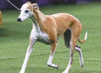 2025 WKC Dog Show: Bourbon the Whippet Wins Day 1 2025-wkc-dog-show-bourbon-the-whippet-wins-day-1